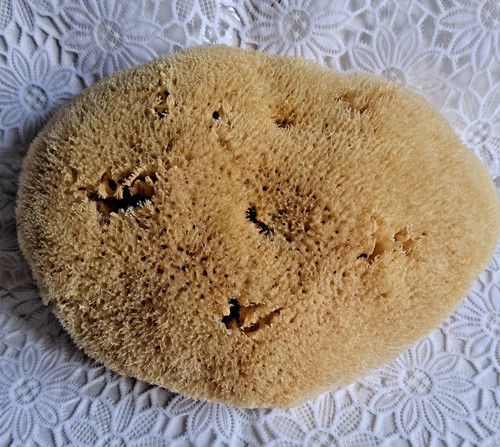 Großer naturschwamm 16x - 16x, 11cm