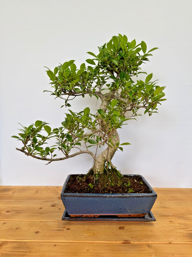 Zimmerbonsai ficus retusa - zimmerbonsai,