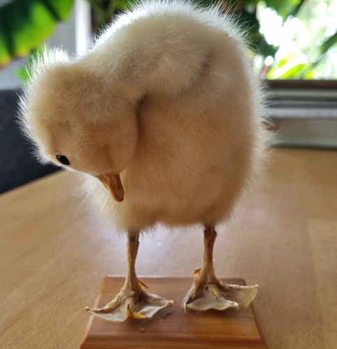 Taxidermie tierpräparat - taxidermie,,
