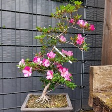 Bonsai - Jap. Satsuki Azalee, Shiho-no-Tsuki
