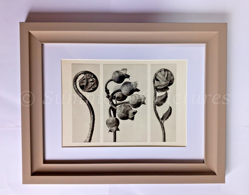 Karl blossfeldt ltd - karl, 1928