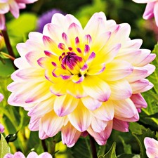 Dahlie Knolle Blüten