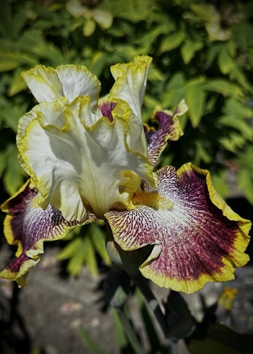 Schwertlilie iris - tb,,