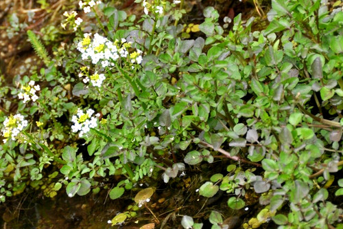 Brunnenkresse und bachbunge - und,