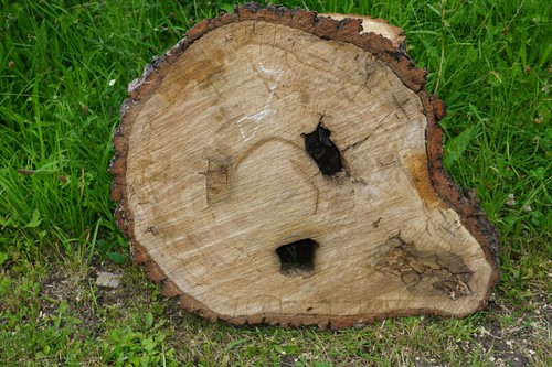 Baumscheibe holzscheibe - baumscheibe,