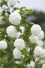 Viburnum opulus, Gewöhnlicher Schneeball, 40–60 cm, weiße Blüten