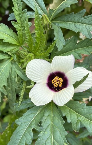 Hibiskus,hanfblättriger