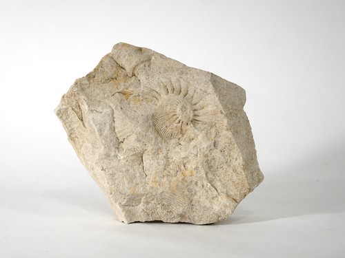 Ammonit fossil versteinerung - fossil,