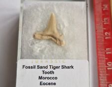 Verpackt Fossil Sand Tiger