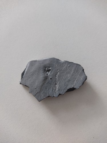 Trilobit peronopsis - trilobit,