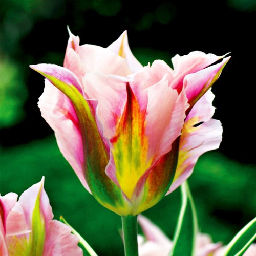 Tulpen blumenzwiebeln zwiebeln - tulpen,