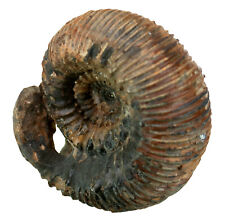 Dogger Stephanoceras