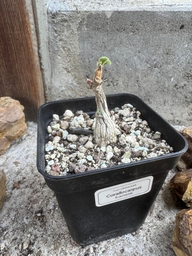 Corallocarpus bainesii
