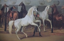 Araber Pferde Gestüt Babolna