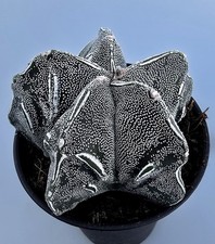 Astrophytum myriostigma kikko - myriostigma,