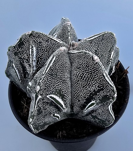 Astrophytum myriostigma kikko - astrophytum,