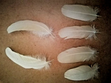 6 verschiedene Natur-Vogelfedern Papageien Sittich Mauserfedern s.Fotos Privat *