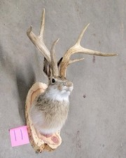 New Jackalope