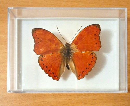 Präparierter schmetterling - schmetterling, in