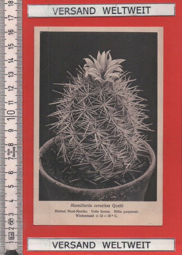 Otto stoye mamillaria - stoye:,