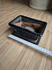 Bonsai Baum Chinese Elm