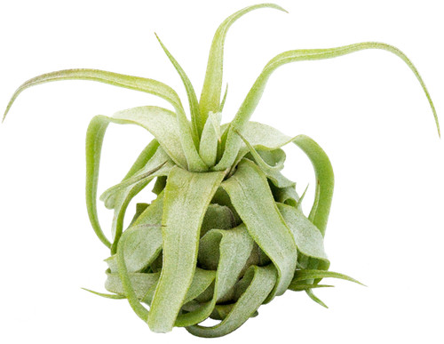 Tillandsia streptophylla - , m