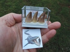 3 schöne Zähne vom