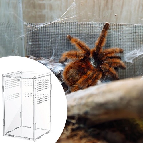 Terrarium für springspinnen - für,
