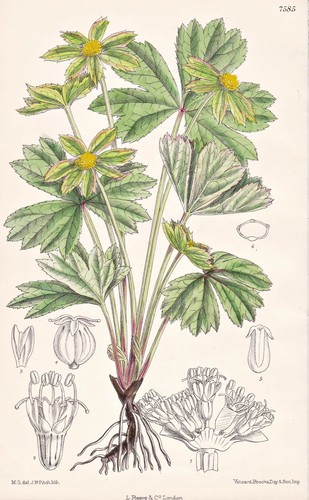 Hacquetia epipactis europe - epipactis,