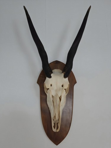Kapitale antilope eland - kapitale, antilope,