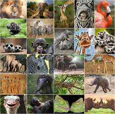 dition Colibri Tier-Postkarten-Set – 24 Lustige & Niedliche Postkarten aus aller