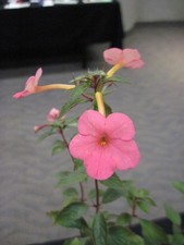 Achimenes 'Vivid' - 3