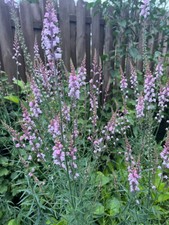 Blumensamen, PURPUR-LEINKRAUT