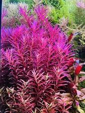 Aquarium Pflanzen Rotala Blood Red Singapore 10 Stängel Aquascape Wasserpflanzen