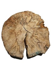 Gestockte Buche Holz Buchenholz Stamm 40x43x9,5-12,5cm