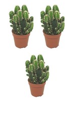 Felsenkaktus 3er Set