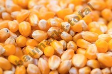 Mais 25kg Futtermais Geflügelfutter Hühnerfutter Karpfen Lockfutter angeln