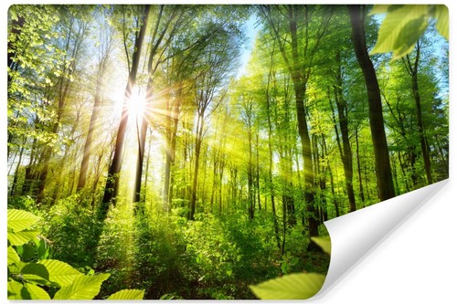 Selbstklebende fototapete wald - selbstklebende,