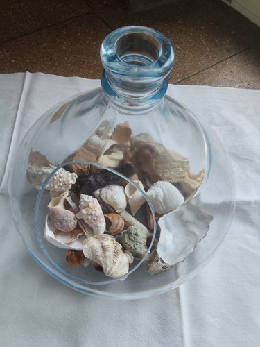 Pflanzenterrarium muschelglas - pflanzenterrarium,