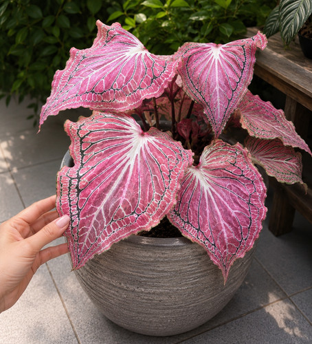 80003321 caladium batik pink - batik,