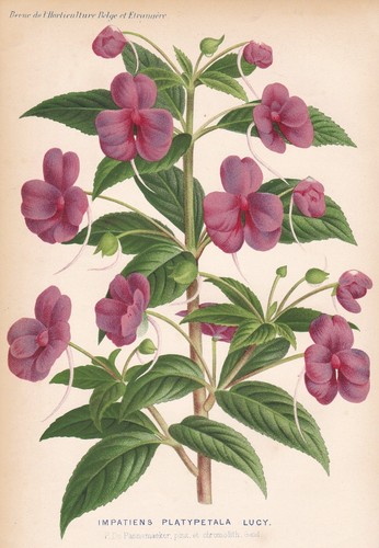 Impatiens platypetala lucy - platypetala,
