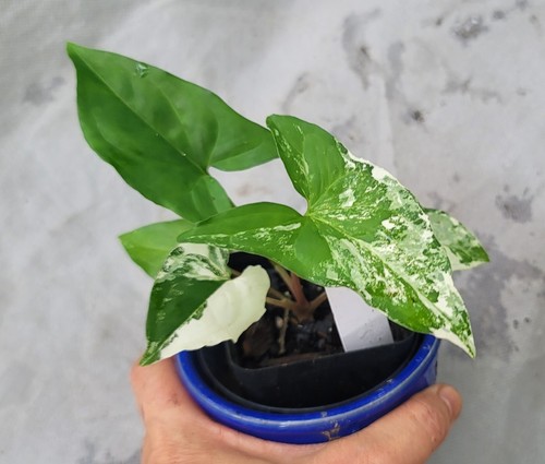 Syngonium albo rare - syngonium,