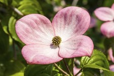 Cornus kousa 'Satomi Compact'