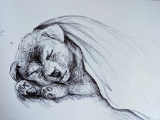 Schlafender Hund unter Decke