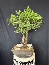 Schlehe bonsai prebonsai - bonsai,