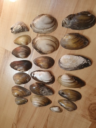 Dunkle muscheln - 20,