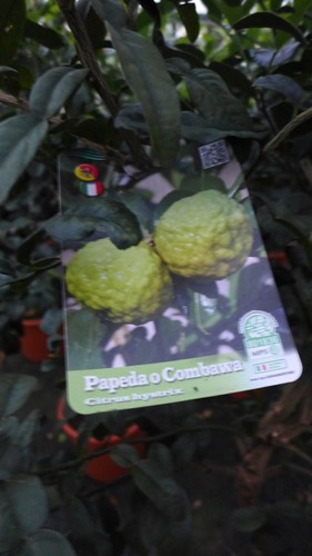 Kaffernlimette citrus hystrix - kaffernlimette,