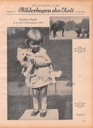 Große hundeausstellung - große, in