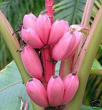 SAMEN tolle ROSA BANANE