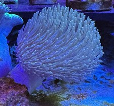 Meerwasser Dekoration Aquarium